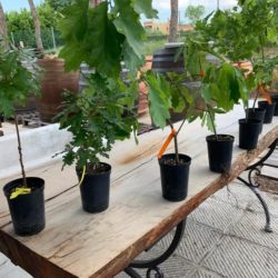 progetto salvare boschi piantine quercia