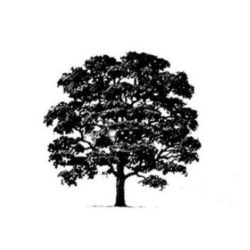 scegliere quercia toscana